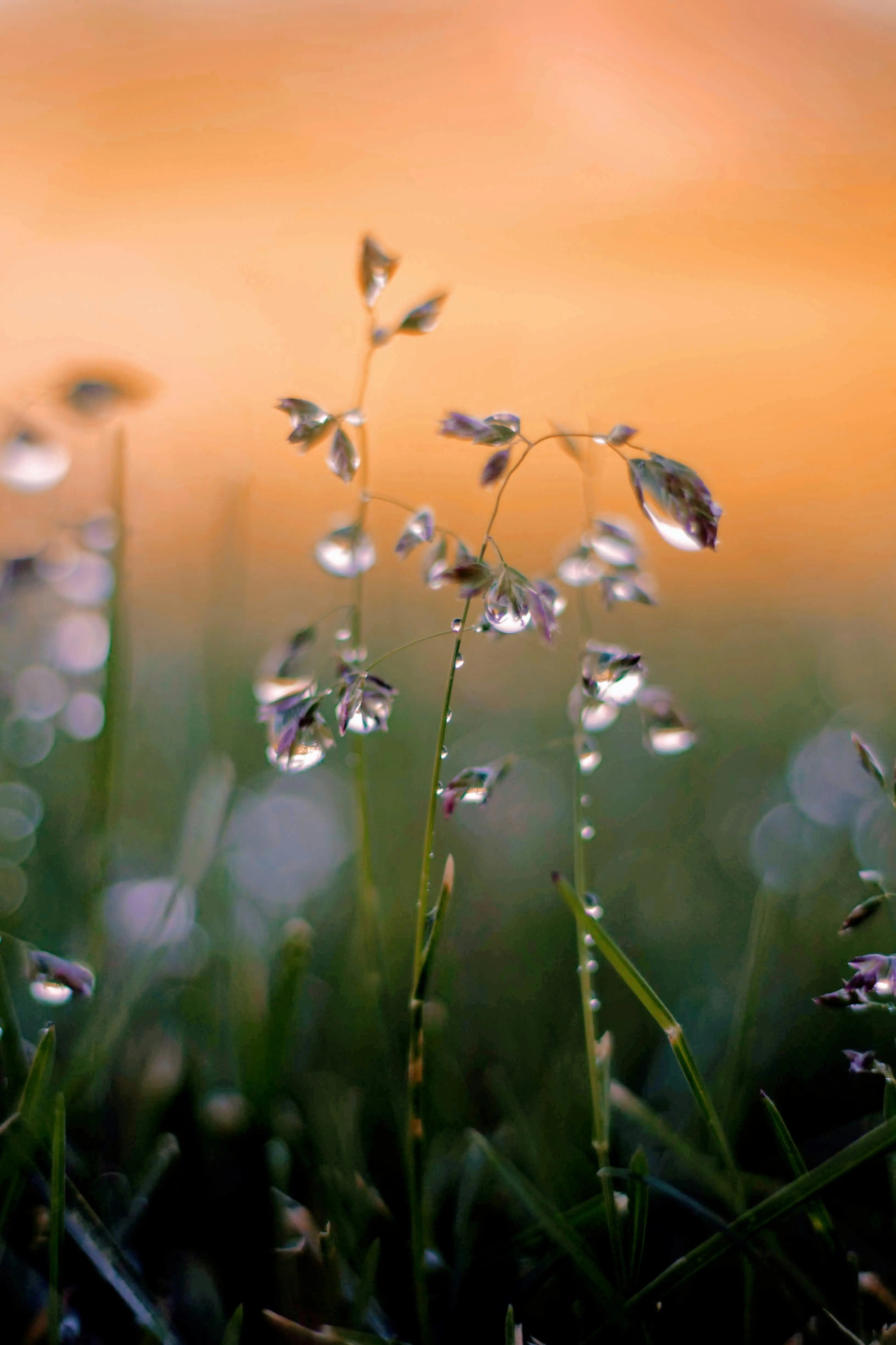 Crème légère | Rosée d'argan HOPR