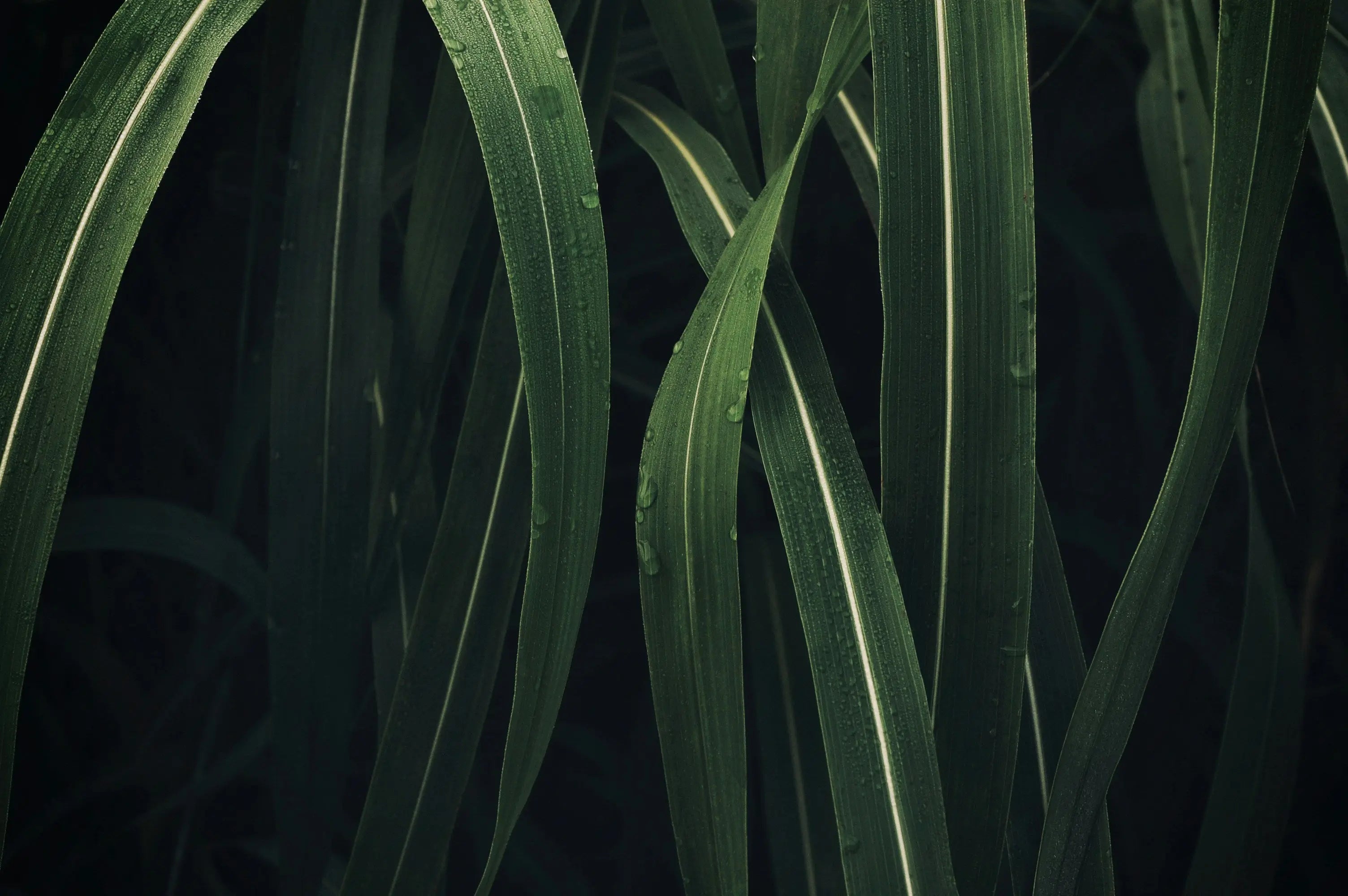 Bain vétiver | Smoky green HOPR